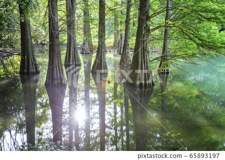 Fantastic fallwood pine forest Fantastic fallwood pine forest 65893197