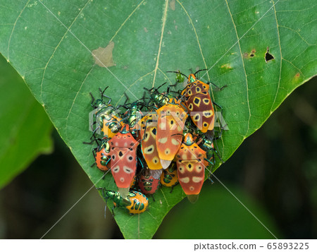 坎陶ocellatus，成年人的紅色小蟲 65893225