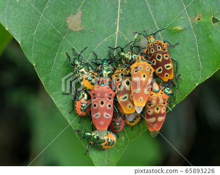 坎陶ocellatus，成年人的紅色小蟲 65893226