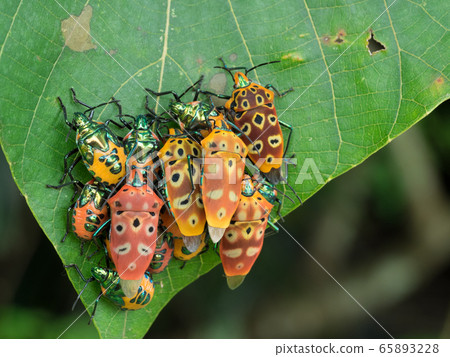 Cantao ocellatus, an adult population of red bugs 65893228