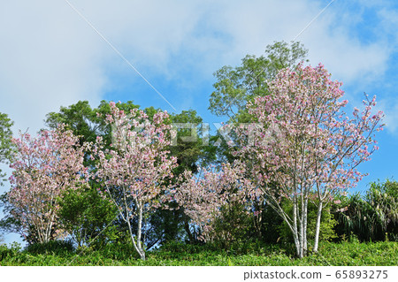 Cherry blossom in spring.    65893275