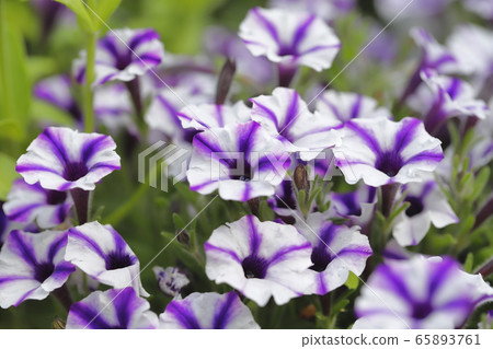 矮牽牛(超級突尼斯Vista) 矮牽牛(超級突尼斯Vista) 65893761