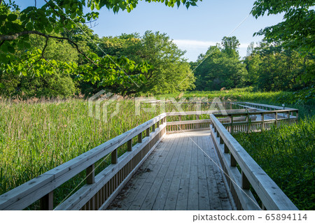 Fresh green Kitamoto Nature Observation Park, Kitamoto City, Saitama Prefecture 65894114