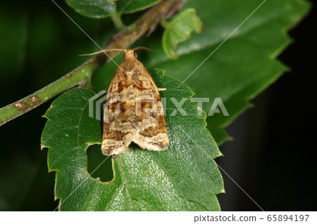 Creature Insect Midarekamon Hamaki, a moth that appears in early summer. Complex patterns seem to vary greatly depending on the individual 65894197