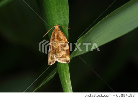 Creatures Insects Midarekakumonhamaki, the basic pattern is a back-to-back crescent pattern and a shallow buoy-shaped belt. 65894198