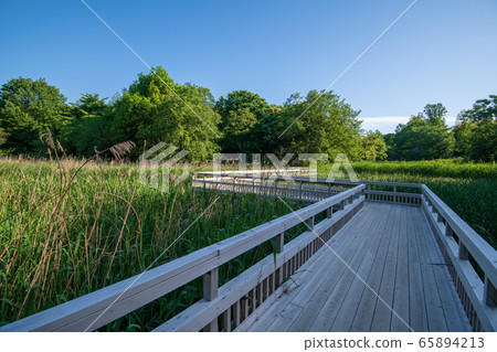 Sa玉縣北本市新鮮綠色北本自然觀察公園 65894213
