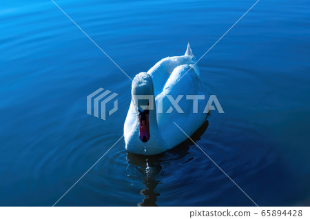 white swan swims in the lake. beautiful water bird. photo white swan swims in the lake. beautiful water bird. photo 65894428