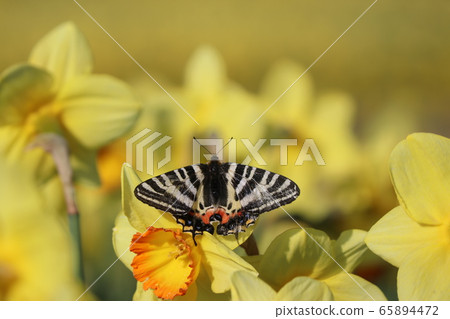 禮物蝴蝶 65894472