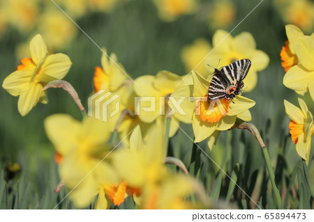 Gifu butterfly discovery Gifu butterfly discovery 65894473