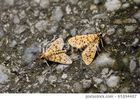 Himehoshiki Koke, Amami Minami Subspecies, Mating Himeboshi Yellow Moss, Southern Species Himehoshiki Koke, Amami Minami Subspecies, Mating Himeboshi Yellow Moss, Southern Species 65894487