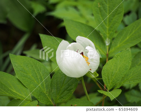 Mountain peony peony 65894609