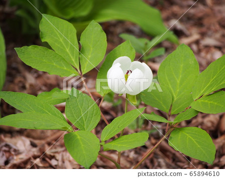 Mountain peony peony 65894610