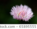 A single pink daisy 65895555