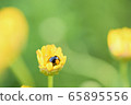 Wrapped in Chrysansemam Multichole 65895556
