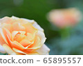Orange rose flower 65895557