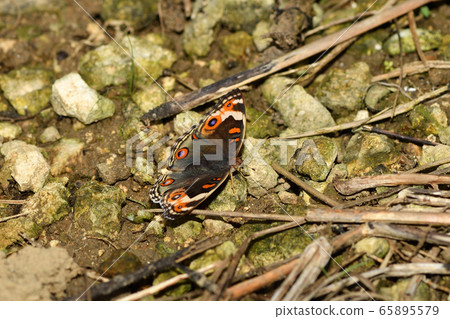 Female wing of Acer chinensis Female wing of Acer chinensis 65895579