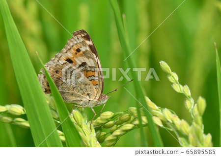 Female back wings Female back wings 65895585