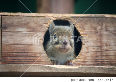 Squirre Squirre 65895617