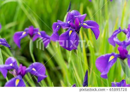 Hanashobu Community in Saimiya, Mie Prefecture Hanashobu Community in Saimiya, Mie Prefecture 65895728