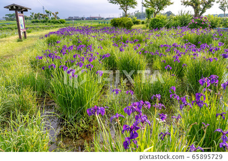 Hanashobu Community in Saimiya, Mie Prefecture 65895729