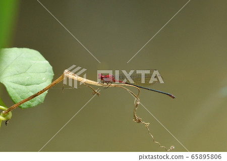 Akanakaite Dragonfly Male Male Pseudagrion pilidorsum pilidorsum Akanakaite Dragonfly Male Male Pseudagrion pilidorsum pilidorsum 65895806