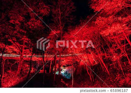 Hananuki Valley點亮夜景秋季(茨城縣高ha市)2019年11月 Hananuki Valley點亮夜景秋季(茨城縣高ha市)2019年11月 65896187