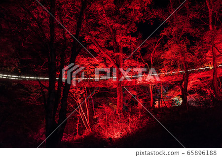 Hananuki Valley點亮夜景秋季(茨城縣高ha市)2019年11月 Hananuki Valley點亮夜景秋季(茨城縣高ha市)2019年11月 65896188