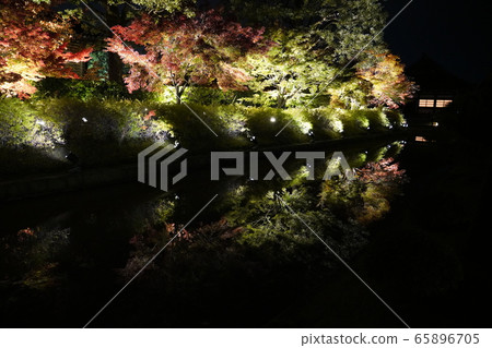 Toji Kyoto colored leaves light up Toji Kyoto colored leaves light up 65896705