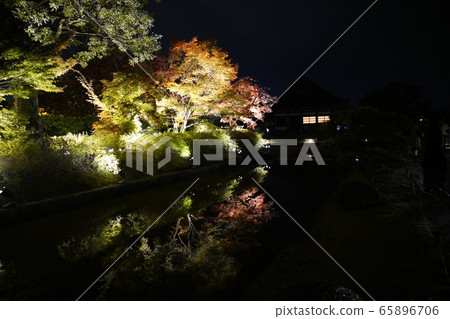 Toji Kyoto colored leaves light up 65896706