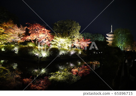 Toji Kyoto colored leaves light up Toji Kyoto colored leaves light up 65896715