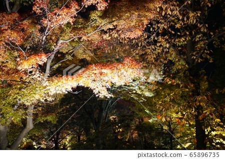 Toji Kyoto colored leaves light up Toji Kyoto colored leaves light up 65896735