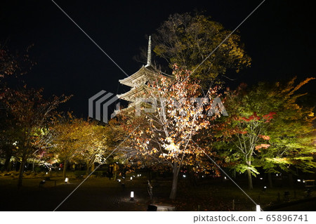 Toji Kyoto colored leaves light up Toji Kyoto colored leaves light up 65896741