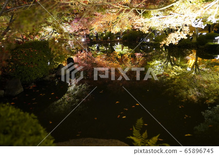 Toji Kyoto colored leaves light up Toji Kyoto colored leaves light up 65896745