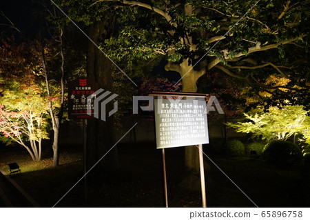 Toji Kyoto colored leaves light up Toji Kyoto colored leaves light up 65896758