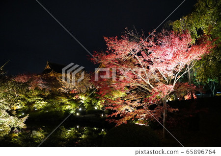 Toji Kyoto colored leaves light up Toji Kyoto colored leaves light up 65896764