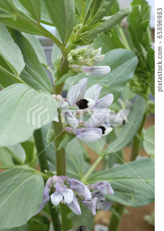 大豆花 照片素材 圖片 6569 圖庫