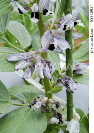 大豆花 照片素材 圖片 圖庫