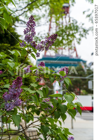 Sapporo Odori Park Lilac Lira Sapporo Odori Park Lilac Lira 65897017