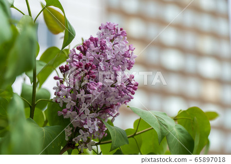 Sapporo Odori Park Lilac Lira 65897018
