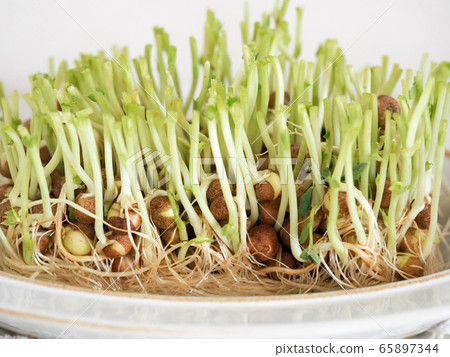 2nd Bean Seed Eco 2nd Bean Seed Eco 65897344
