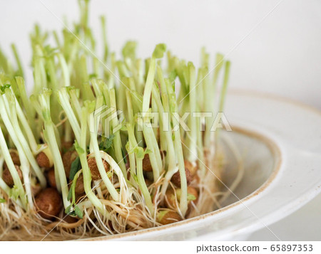 第二豆種子生態 第二豆種子生態 65897353