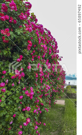 玫瑰花 玫瑰花 65897492