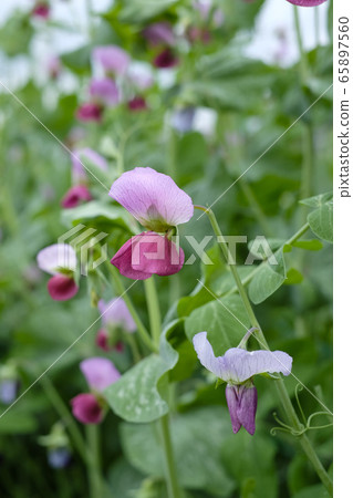 Pea flowers Pea flowers 65897560