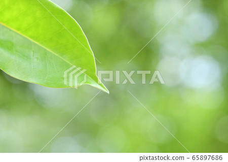 Fresh green sunbeams 65897686