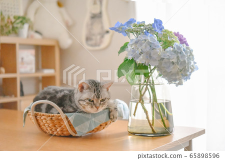 Cat relaxing with hydrangea and basket Cat relaxing with hydrangea and basket 65898596