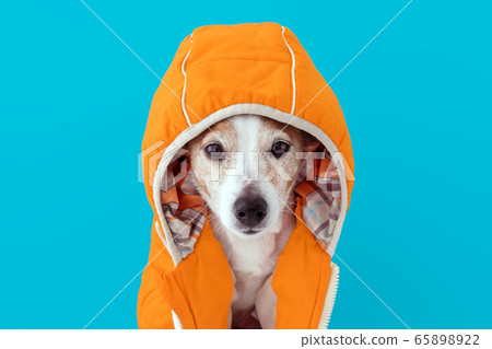 Little dog in coat with hood 65898922