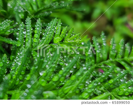 Nature, landscape Nature, landscape 65899050