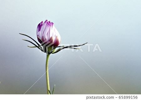 One beautiful bud 65899156