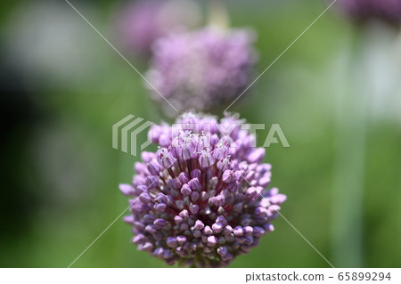 Garlic flowers 65899294