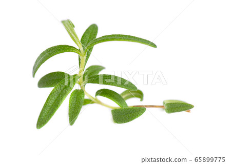 Sprig of fresh rosemary isolated on white Sprig of fresh rosemary isolated on white 65899775